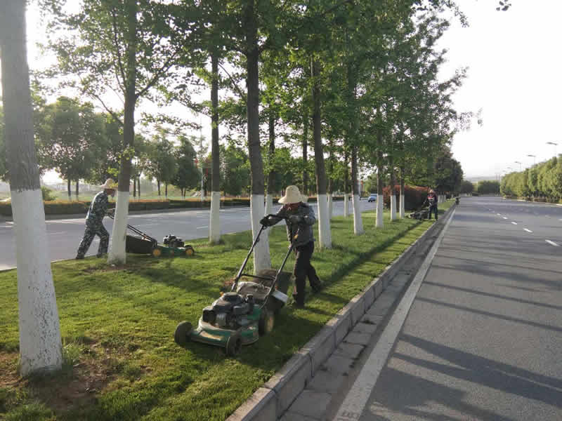 高新大道修剪草坪